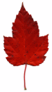 Red-MapleLeaf